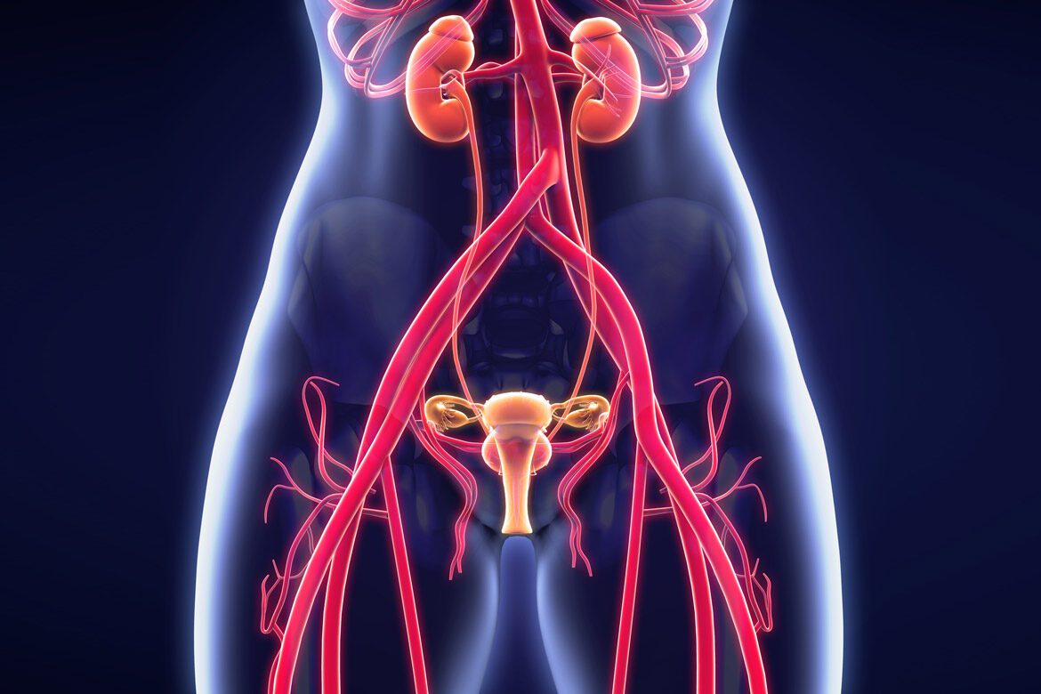 Female-Reproductive-System