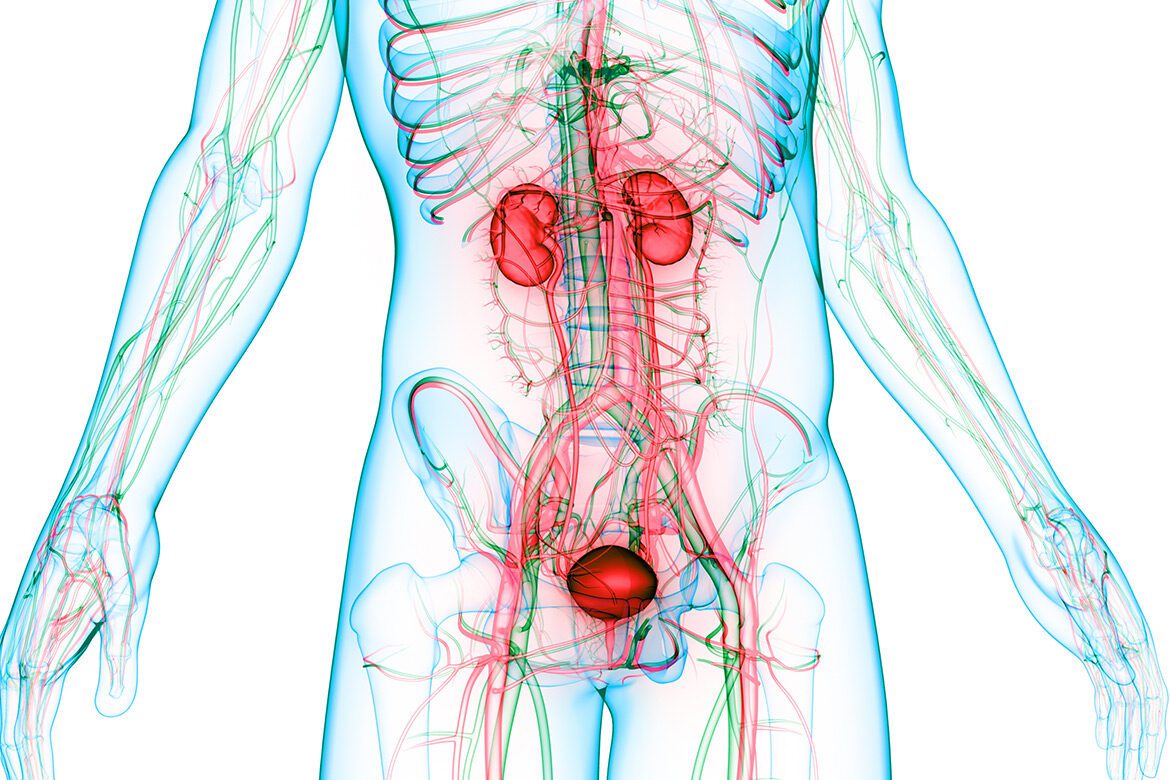 Anatomy-of-the-Urinary-System