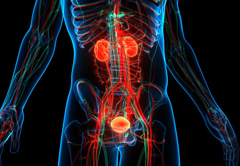 Digital-illustration-of-human-urinary-system