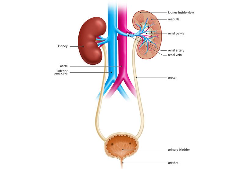 Illustration-of-urinary-tract