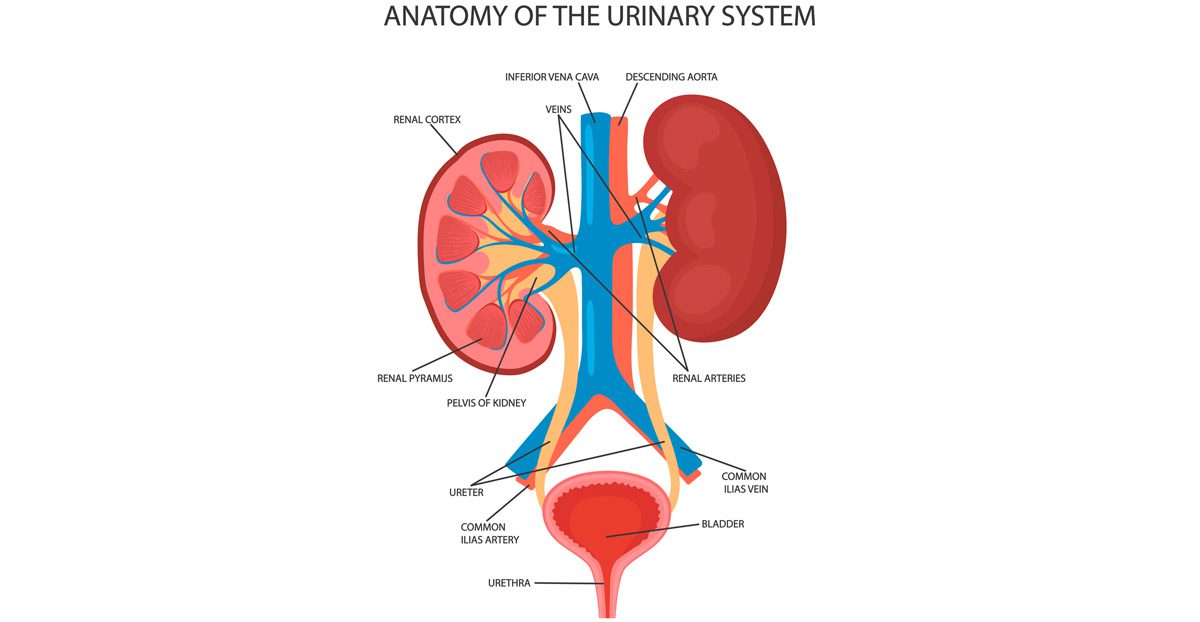 Medical-illustration-of-the-urinary-system